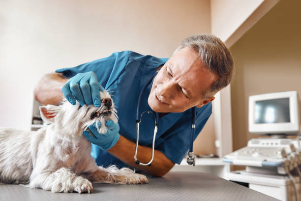 Best Emergency Broken Tooth Repair in Lake Winnebago, MO